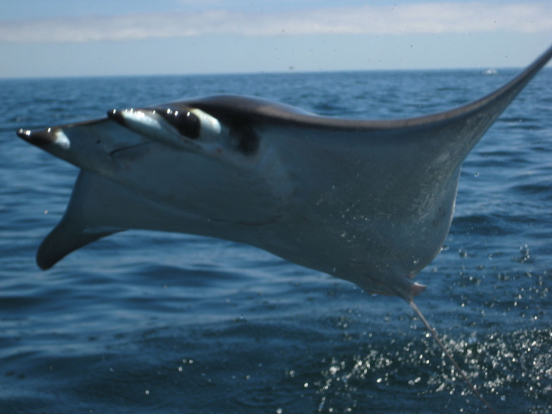 Illustration for article titled Hundreds of flying rays is one beautiful nightmare
